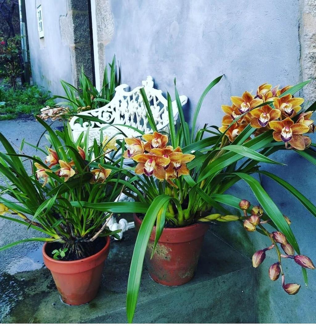 דירות סנטיאגו דה קומפוסטלה A Casa Da Parrula מראה חיצוני תמונה